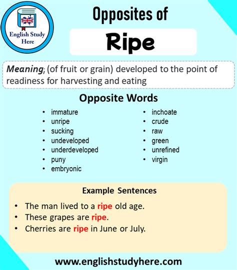 antonyms of ripe